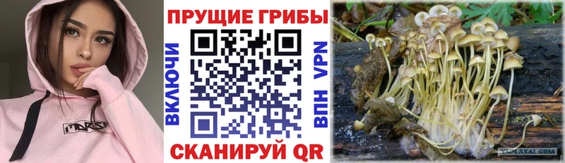 Купить  Волгоград  Галлюциногенные грибы Psilocybe 